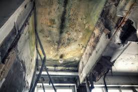 Why You Should Choose Our Mold Remediation Services in Warren, PA